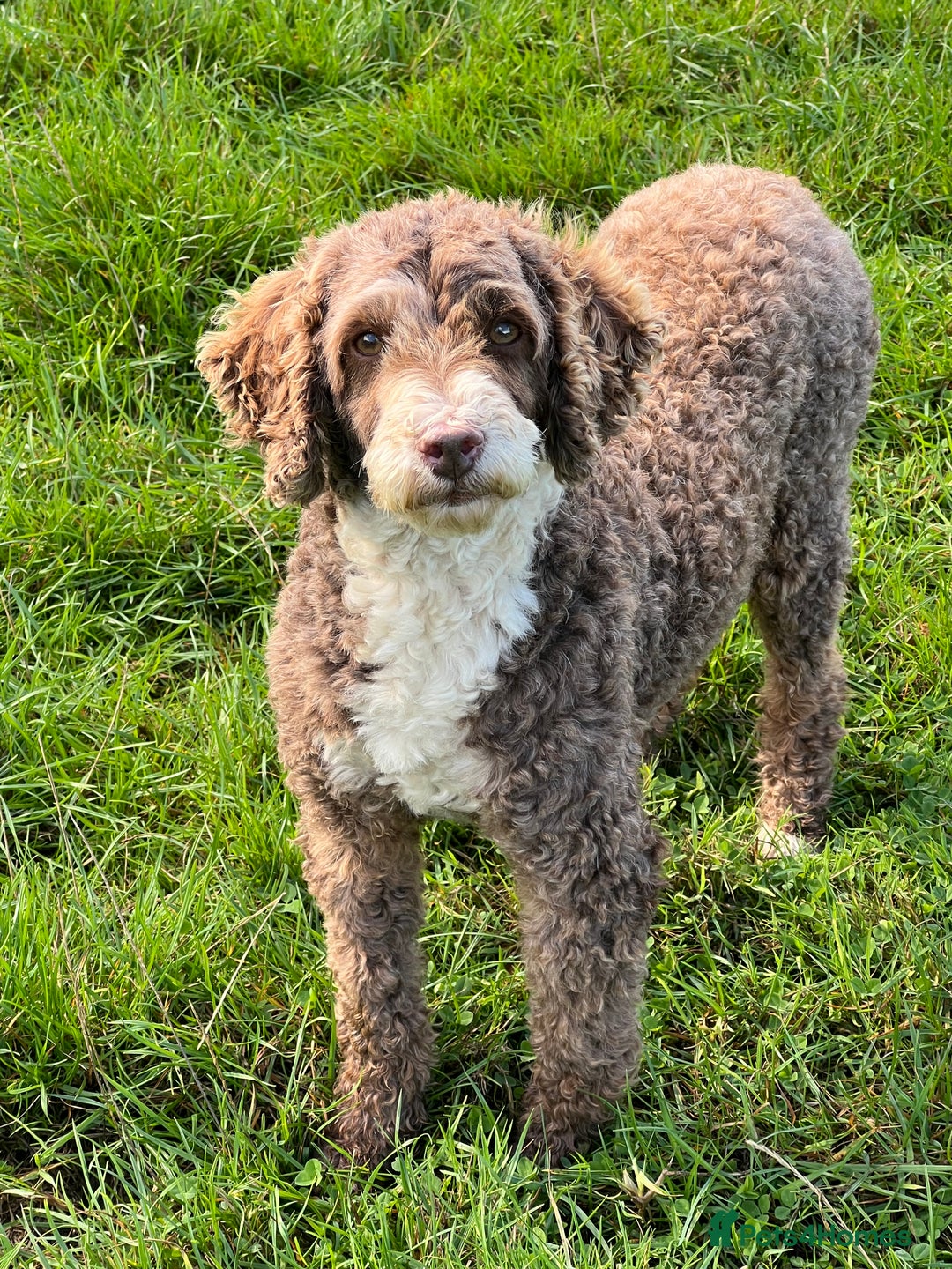 Miniature Poodle dogs for stud: Miniature Poodle KC Reg Fully DNA Health Tested  in Radstock - Advert 3