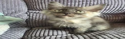 Maine Coon cats for sale: Title 2 x Maine Coon Kittens ONLY FEMALES LEFT - Advert 11
