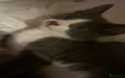 Mixed Breed cats for sale: 🐾 Kittens for Sale – 1 Boy & 1 Girl! 🐾 - Image 9