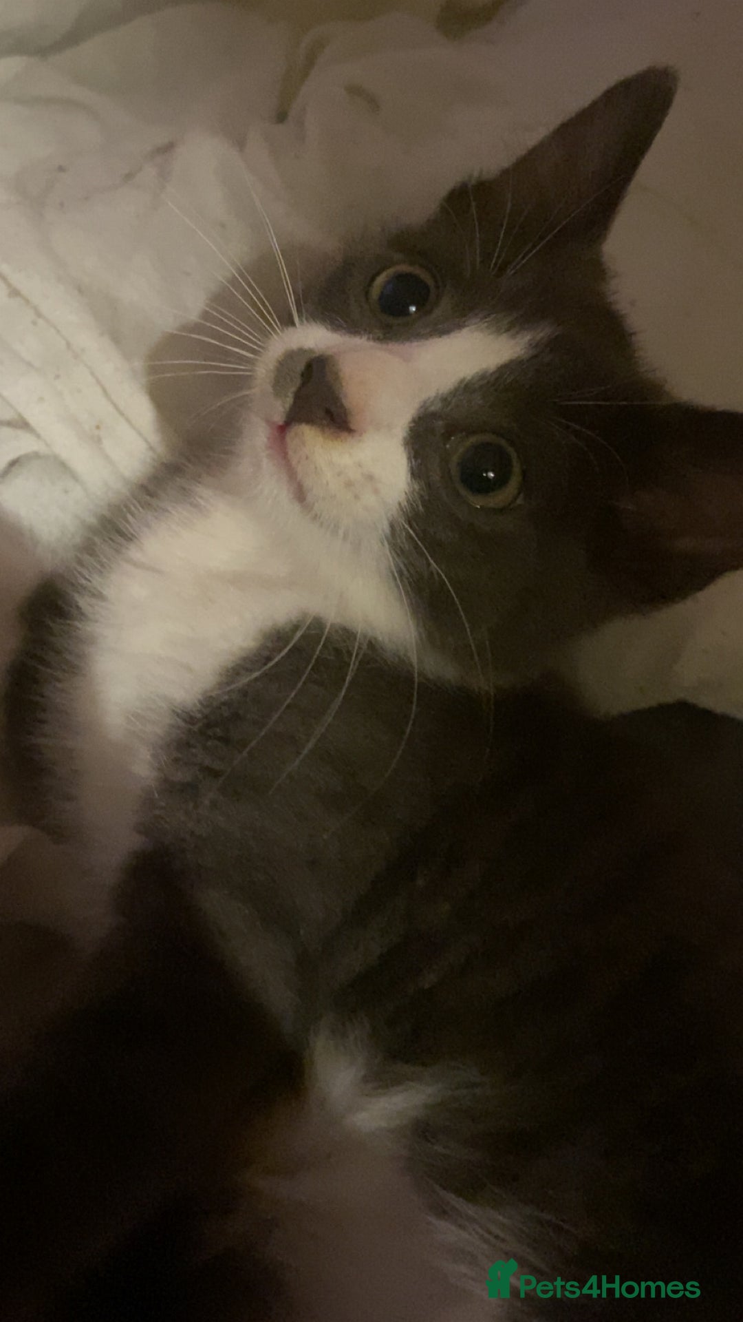 Mixed Breed cats for sale: 🐾 Kittens for Sale – 1 Boy & 1 Girl! 🐾 - Image 9