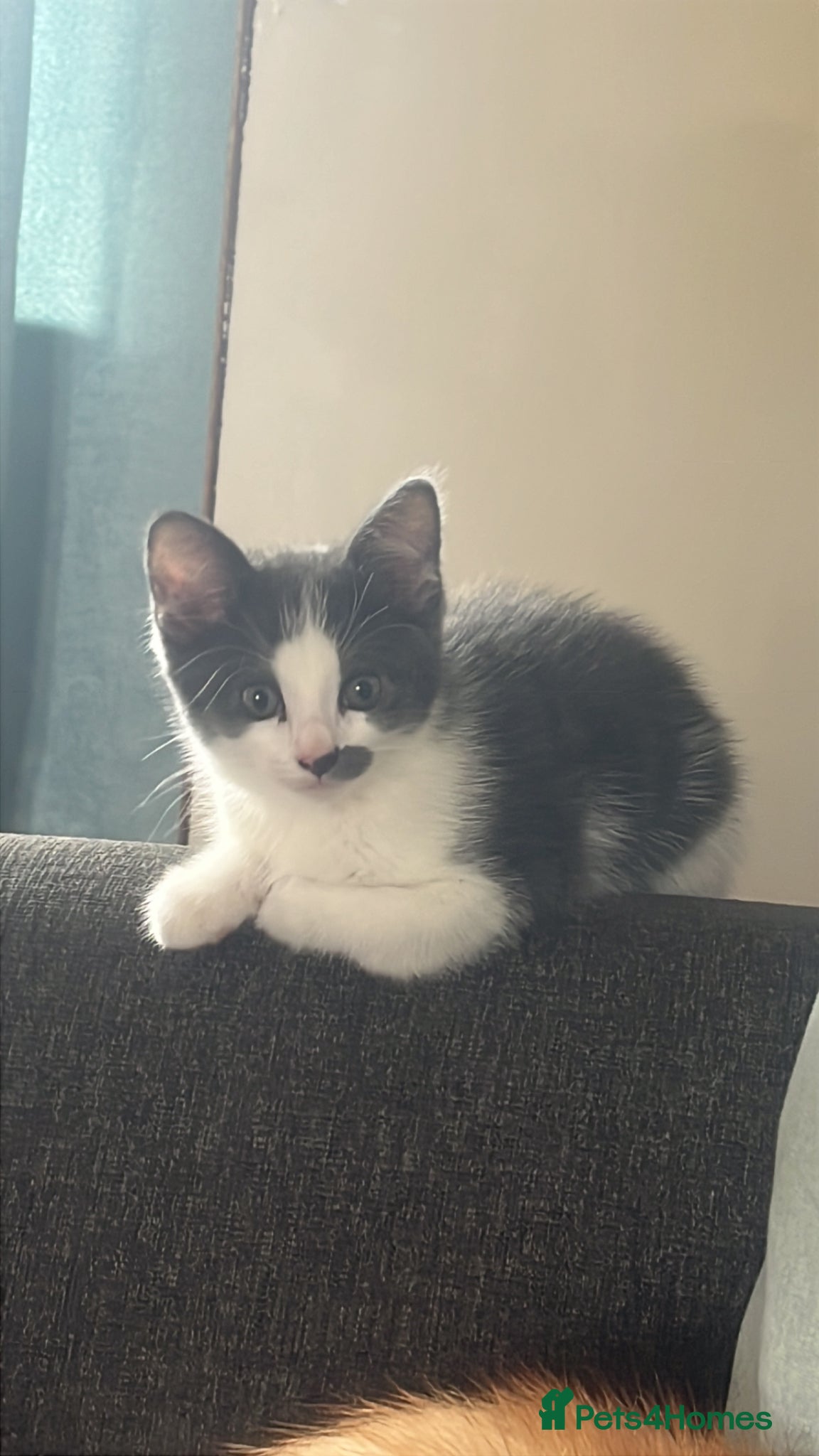 Domestic Shorthair cats 1 kitten grey and white   - Advert 8