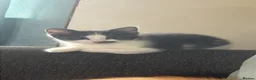 Domestic Shorthair cats for sale: 1 kitten grey and white   - Advert 1