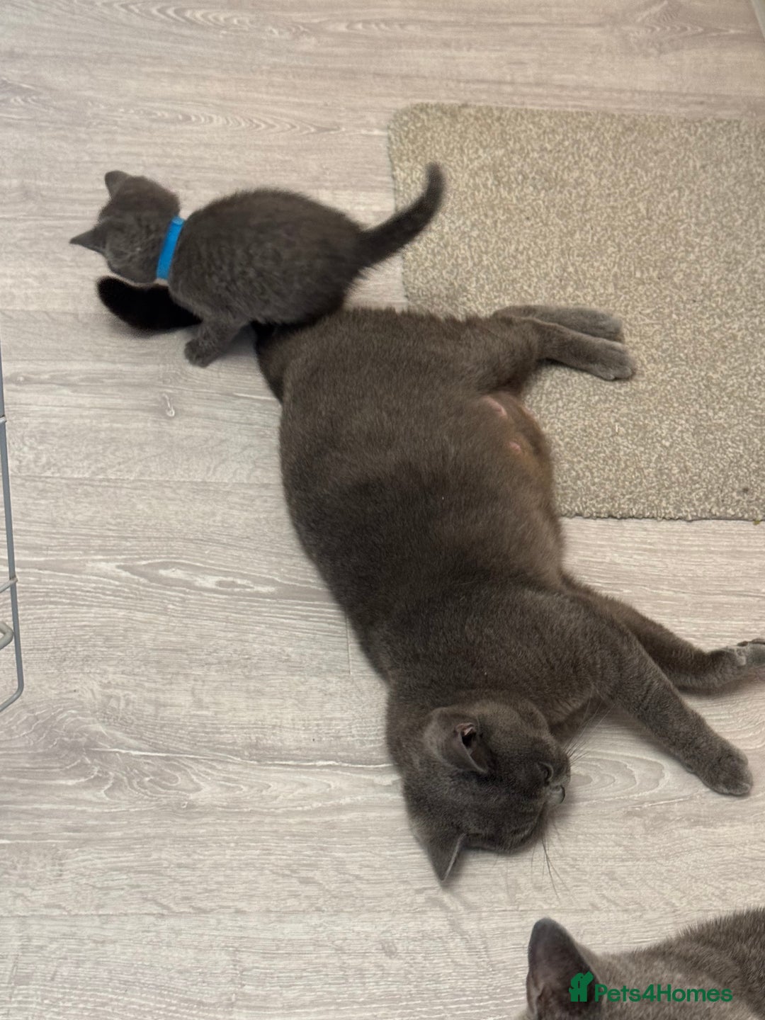 British Shorthair cats for sale: Beautiful British short hair kittens - Image 8