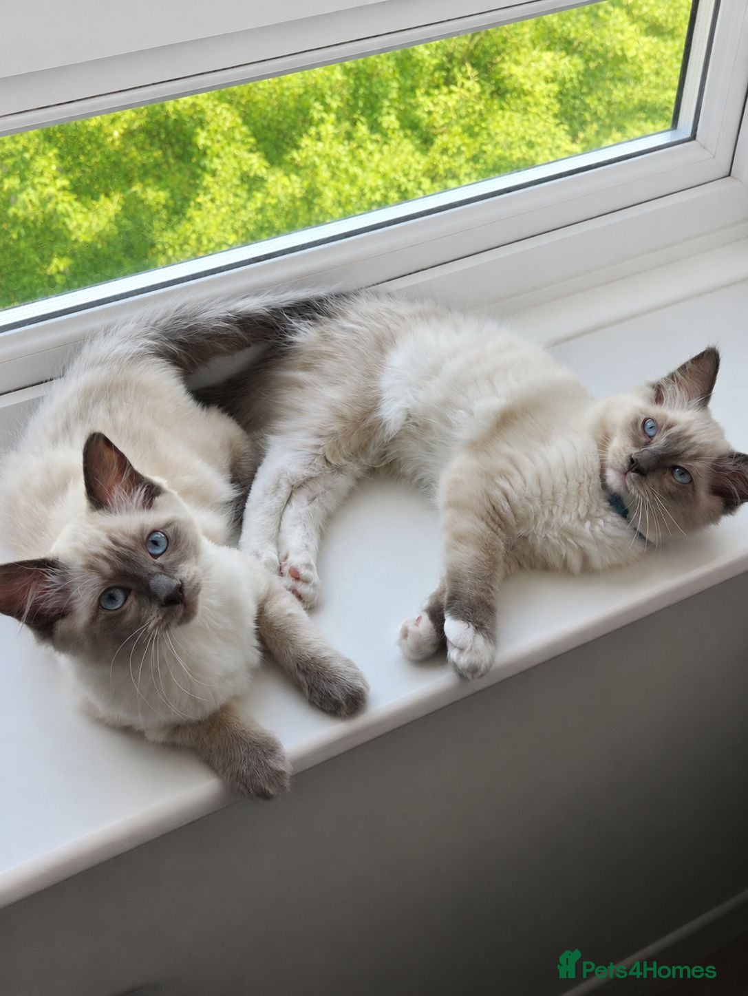 Ragdoll cats 🐾 Ragdoll Kittens Ready now !  - Advert 12