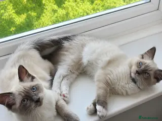 Ragdoll cats 🐾 Ragdoll Kittens Ready now ! - Advert 12