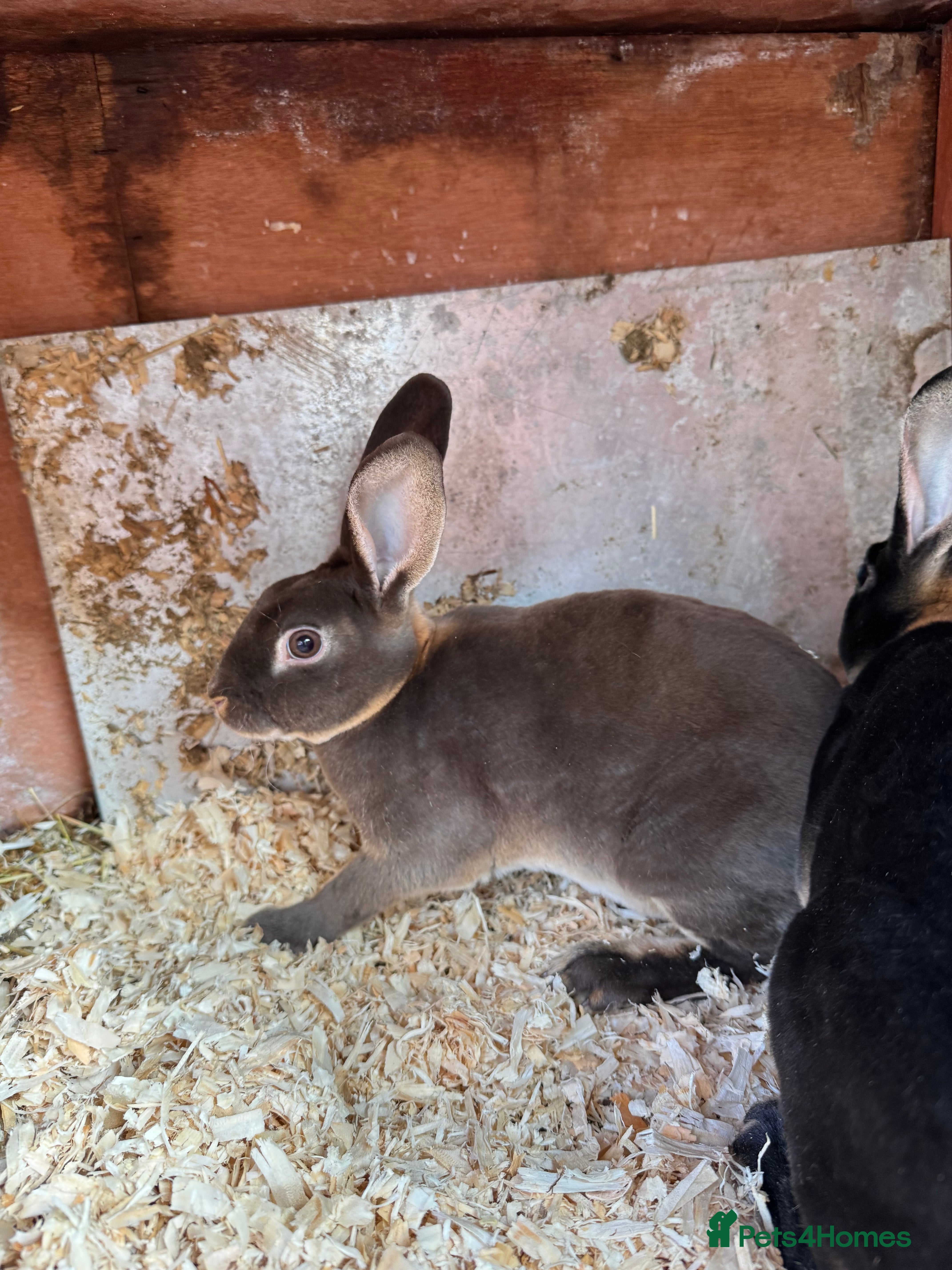 Rex rabbits Rex bucks  - Advert 10