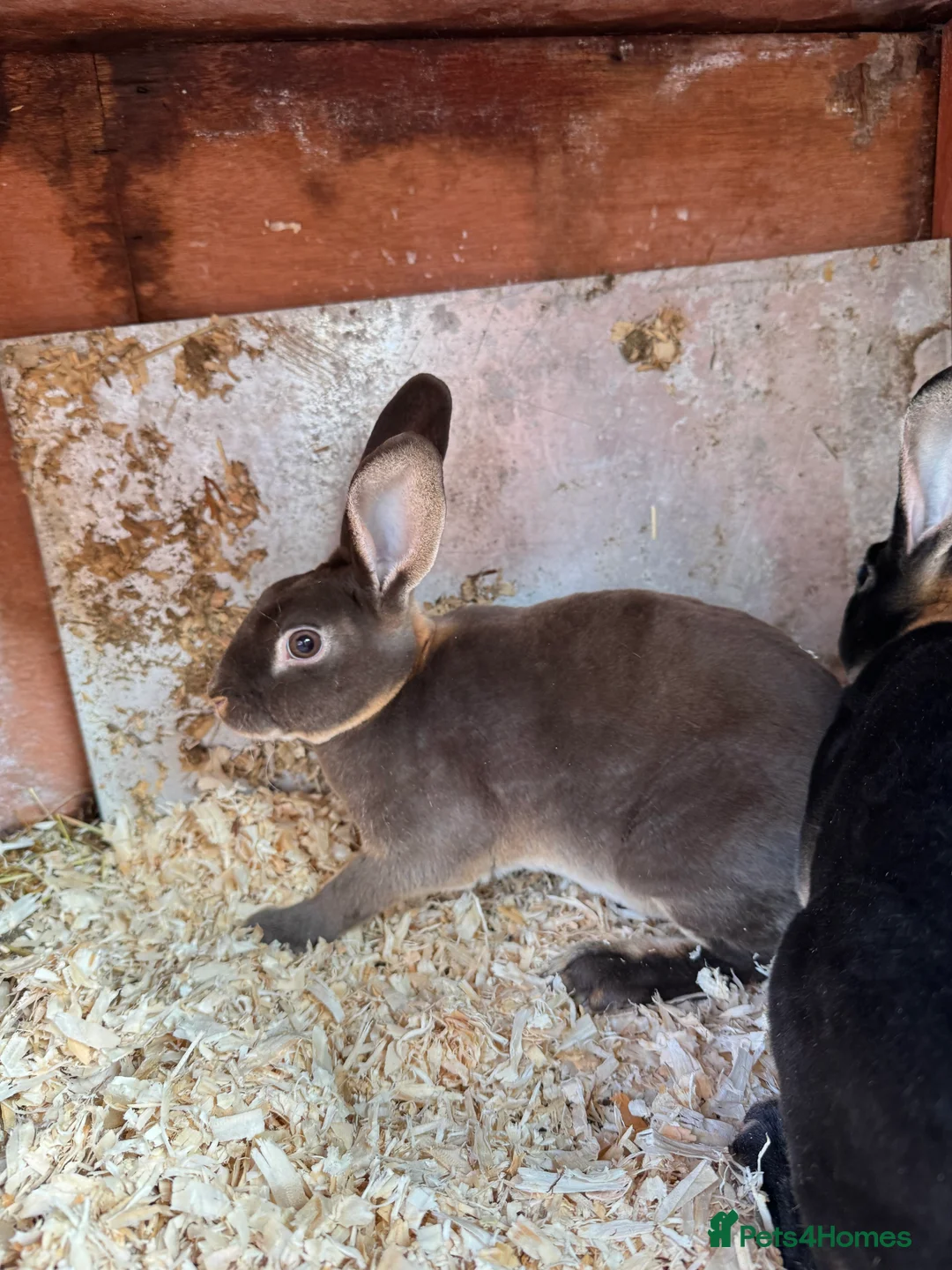 Rex rabbits for sale: Rex bucks  - Advert 1