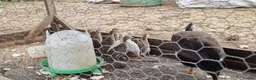 Guinea Fowl poultry for sale: Guinea fowl keets  in Wells-next-the-Sea - Advert 3