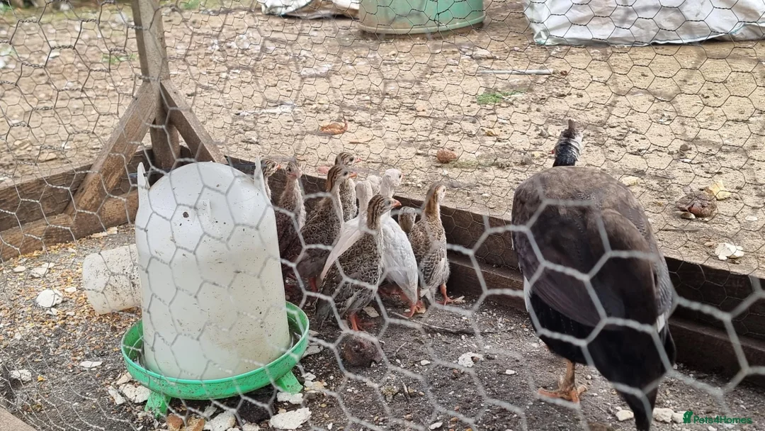 Guinea Fowl poultry for sale: Guinea fowl keets  in Wells-next-the-Sea - Advert 3