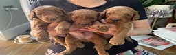 Cockapoo dogs for sale: Gorgeous litter of F1B Cockapoo puppies in Bristol - Advert 9