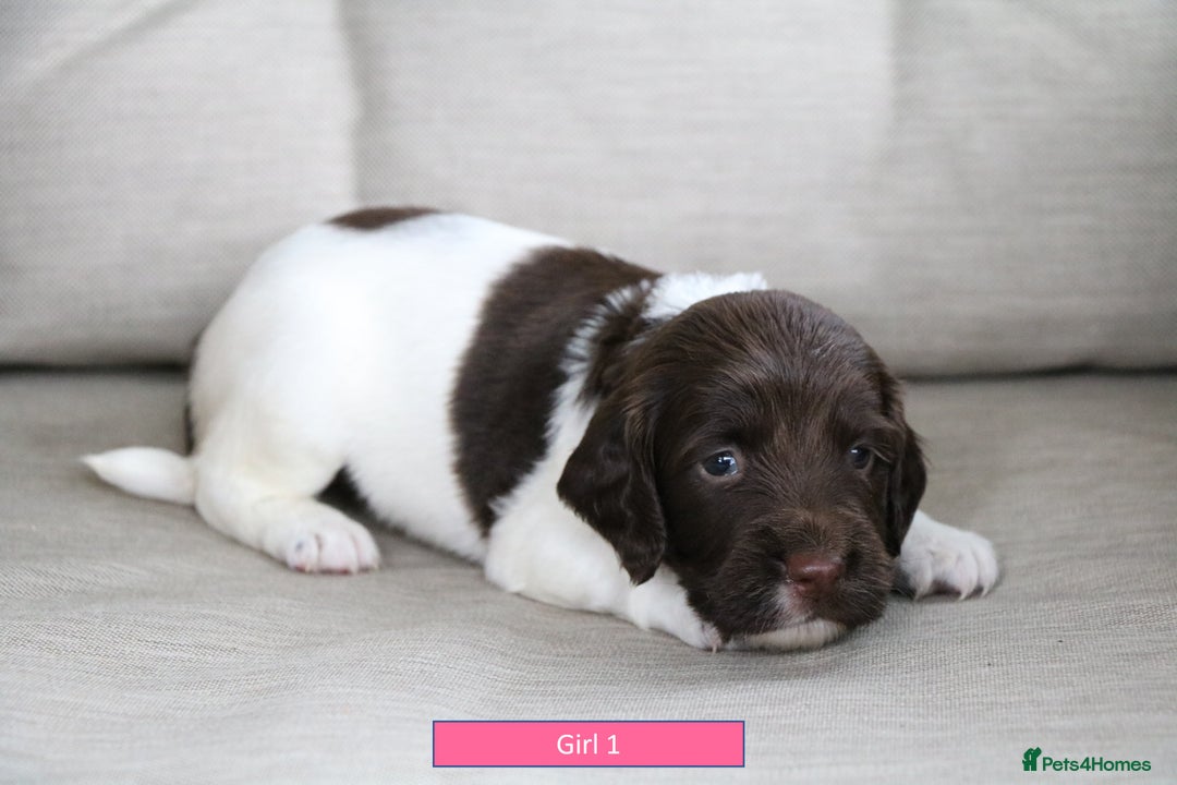 English Springer Spaniel dogs for sale: Health Tested English Springer Spaniel Puppies - Image 5