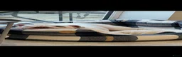 English Bulldog dogs for sale: Rehoming our Baby  - Advert 5
