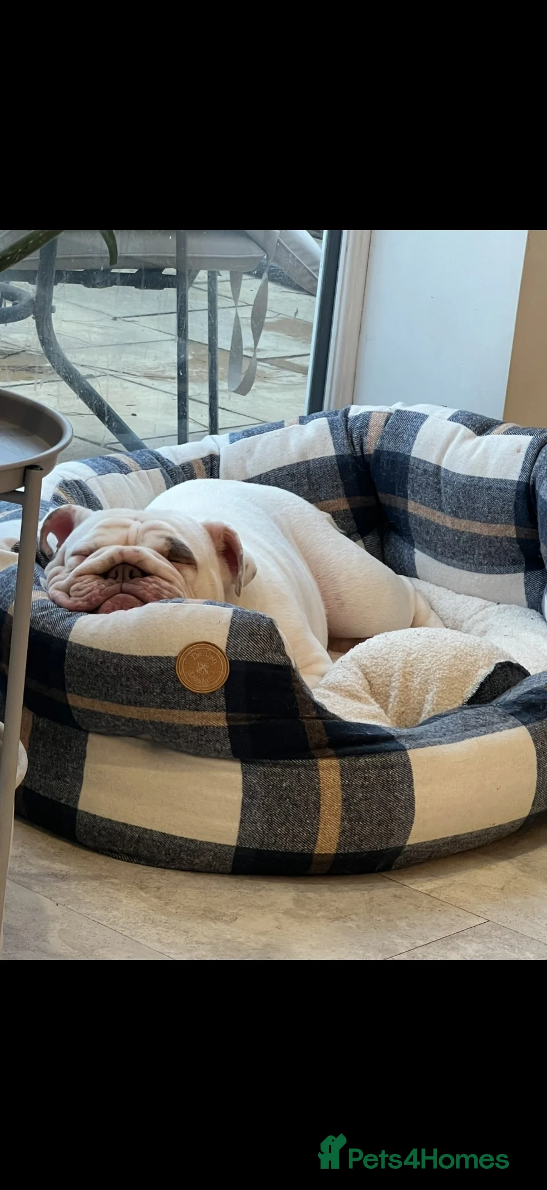 English Bulldog dogs for sale: Rehoming our Baby  - Advert 5