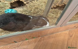 English Lop rabbits for sale: Female rabbit - Image 3