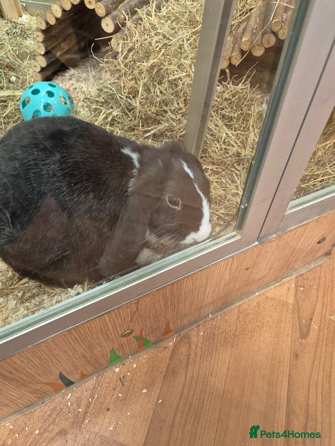 English Lop rabbits for sale: Female rabbit - Image 3