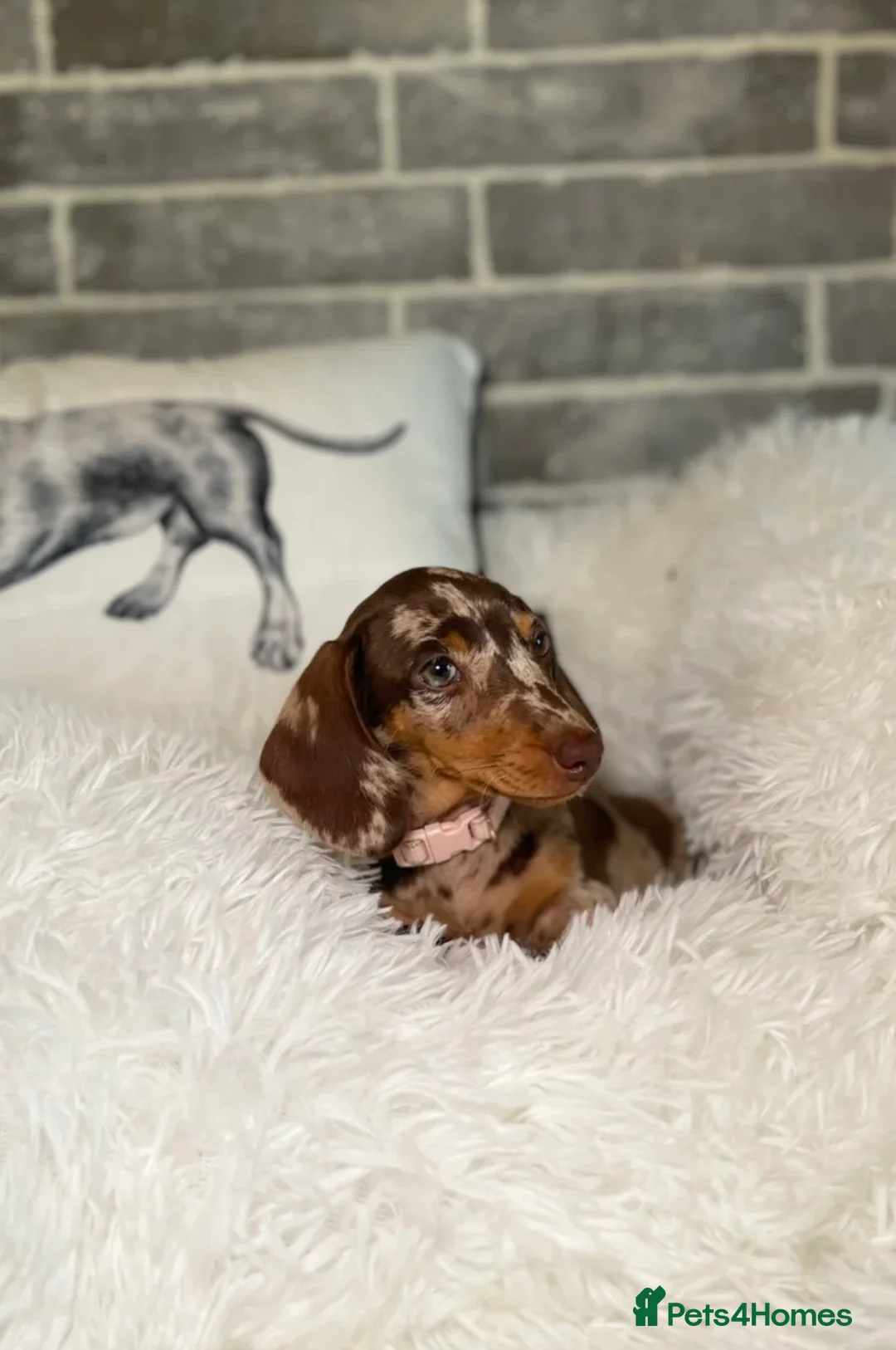 Miniature Dachshund dogs for sale: KC registered Miniature Dachshund PRA clear - Advert 8