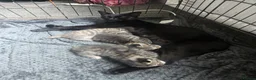 Domestic Shorthair cats for sale: 3 kittens looking for loving homes  in Bideford - Advert 2