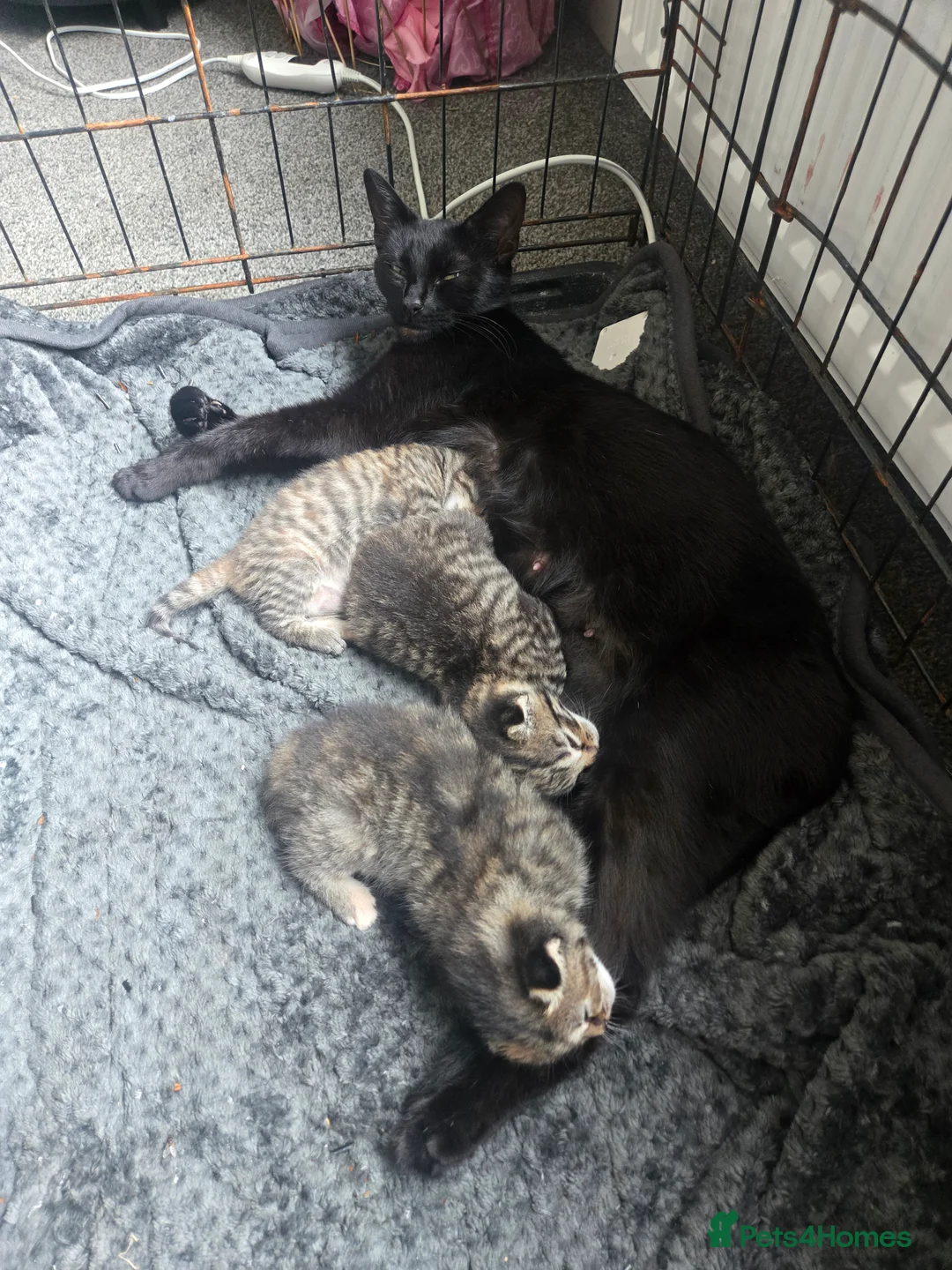 Domestic Shorthair cats for sale: 3 kittens looking for loving homes  in Bideford - Advert 2