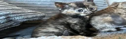 Mixed Breed cats for sale: Female kitten - Advert 1