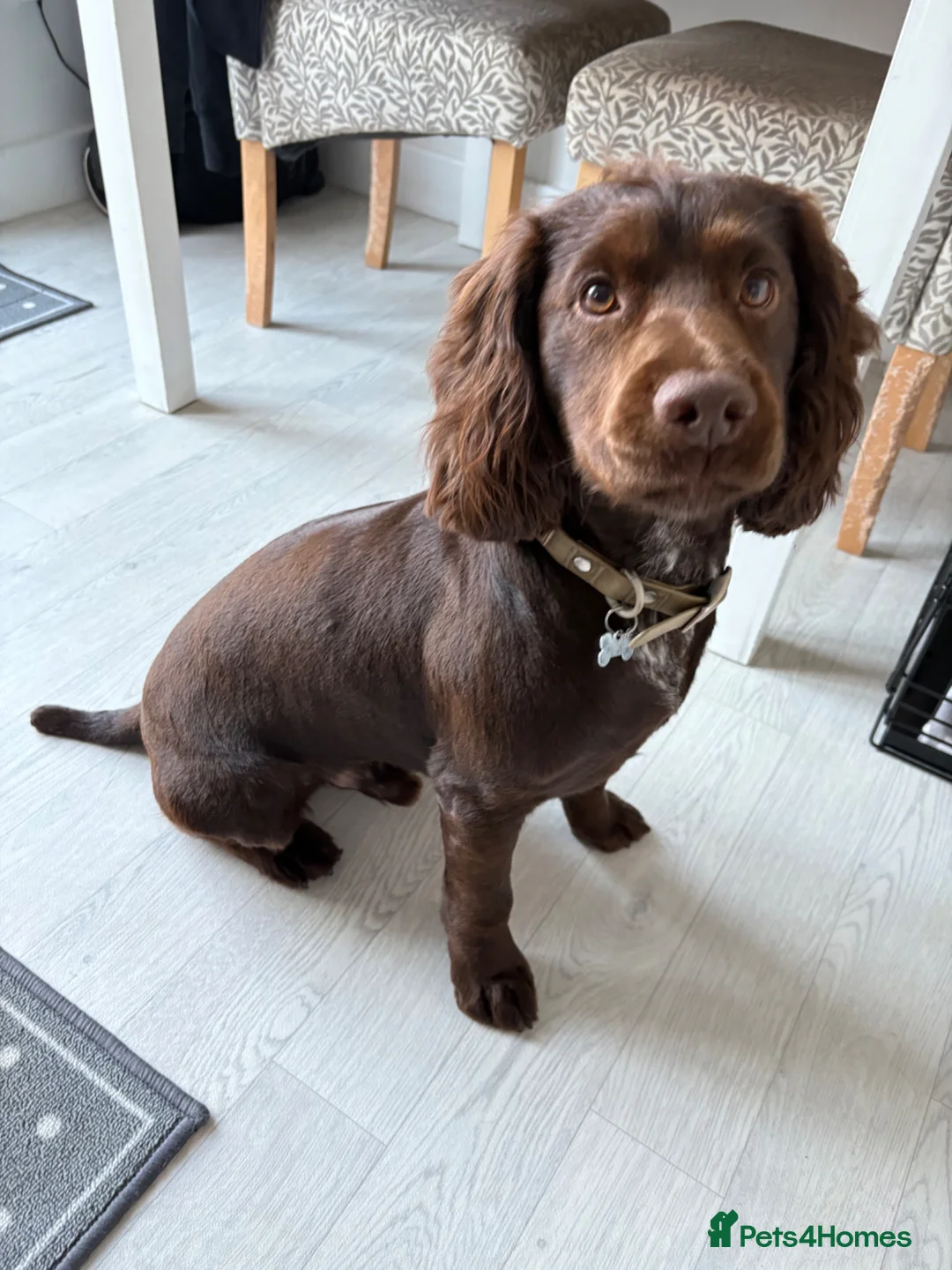 Cocker Spaniel dogs for stud: Stunning Cocker Spaniel for Stud in Corbridge - Advert 2