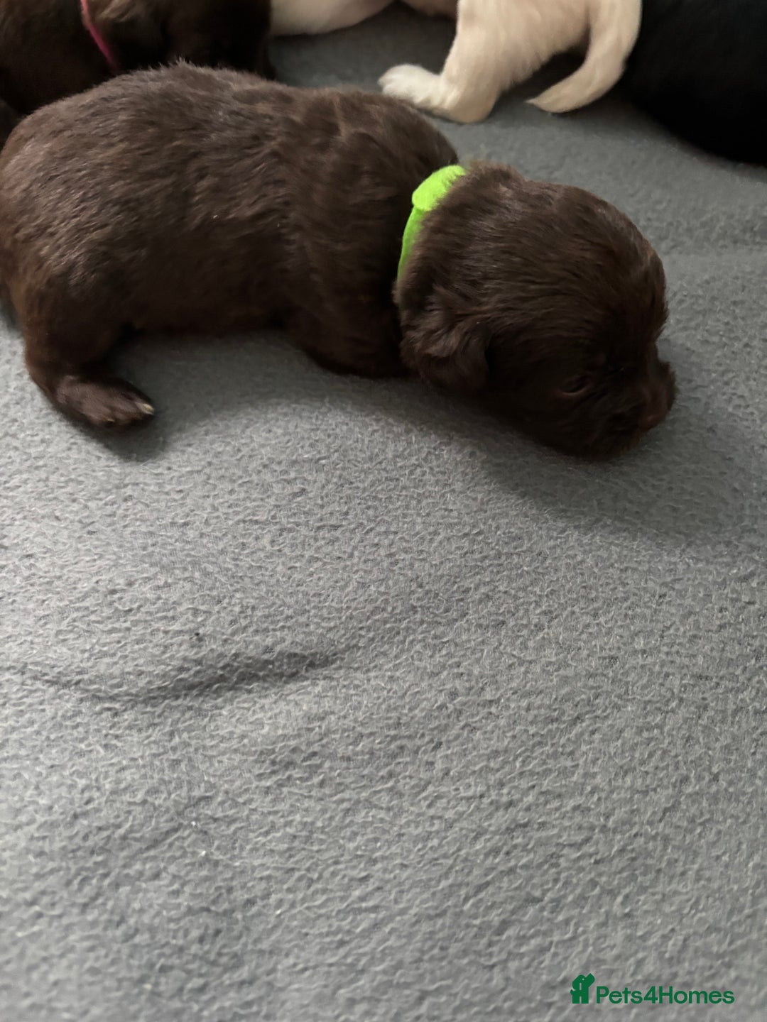 Mixed Breed dogs for sale: Shih Tzu x Labradoodle puppies - Image 7