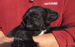 Cockerdor dogs for sale: AMAZING COCKERDOR/COCKADOR PUPPIES - Image 38