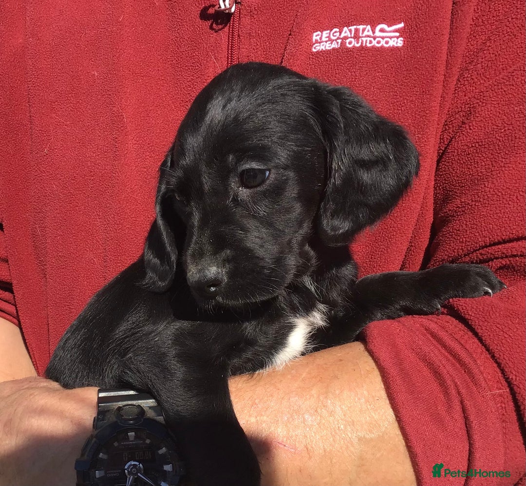 Cockerdor dogs for sale: AMAZING COCKERDOR/COCKADOR PUPPIES - Image 38