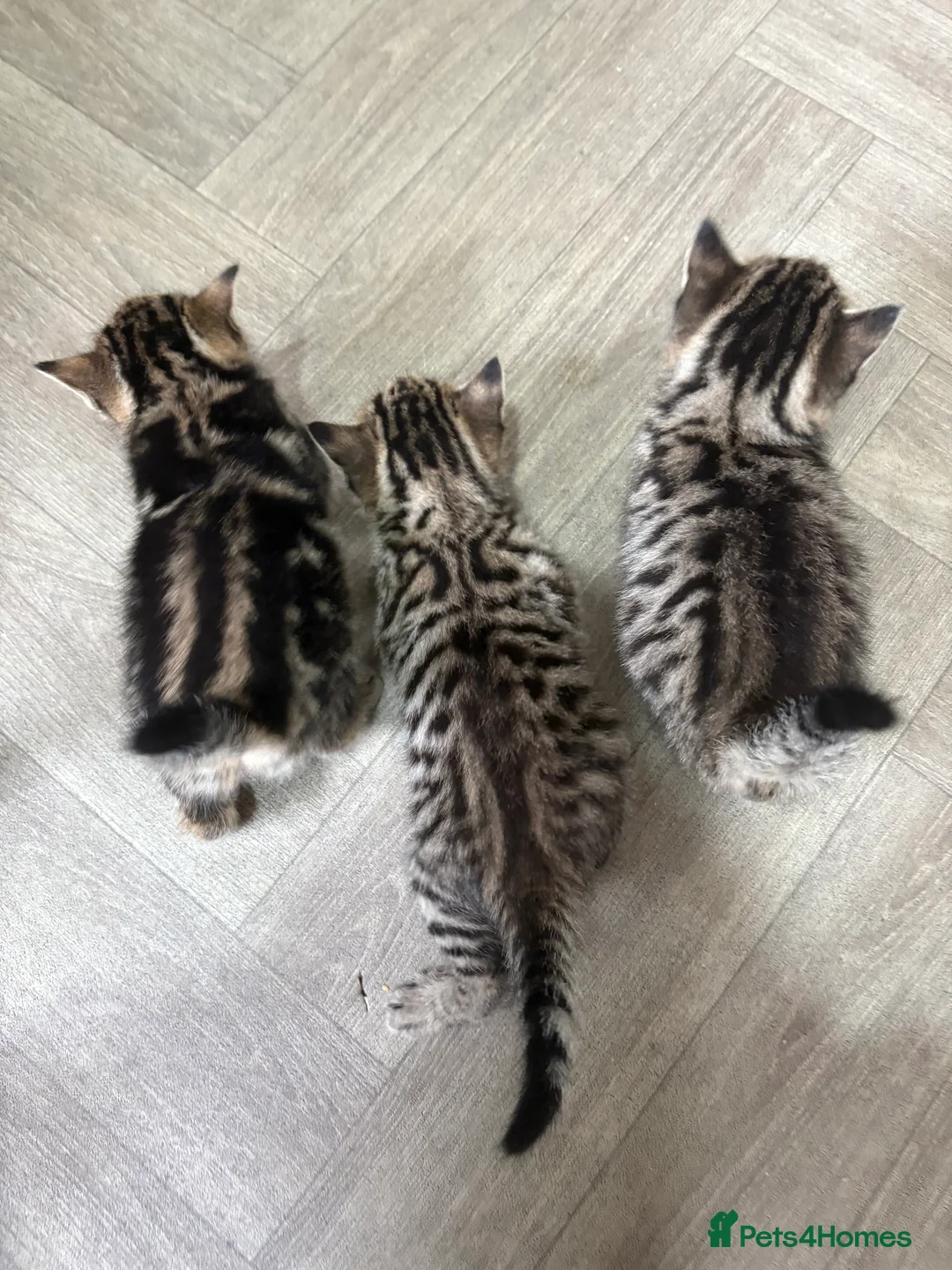Domestic Shorthair cats for sale: Cute 2 Month Old Kittens for Sale 🐱 in London - Advert 10