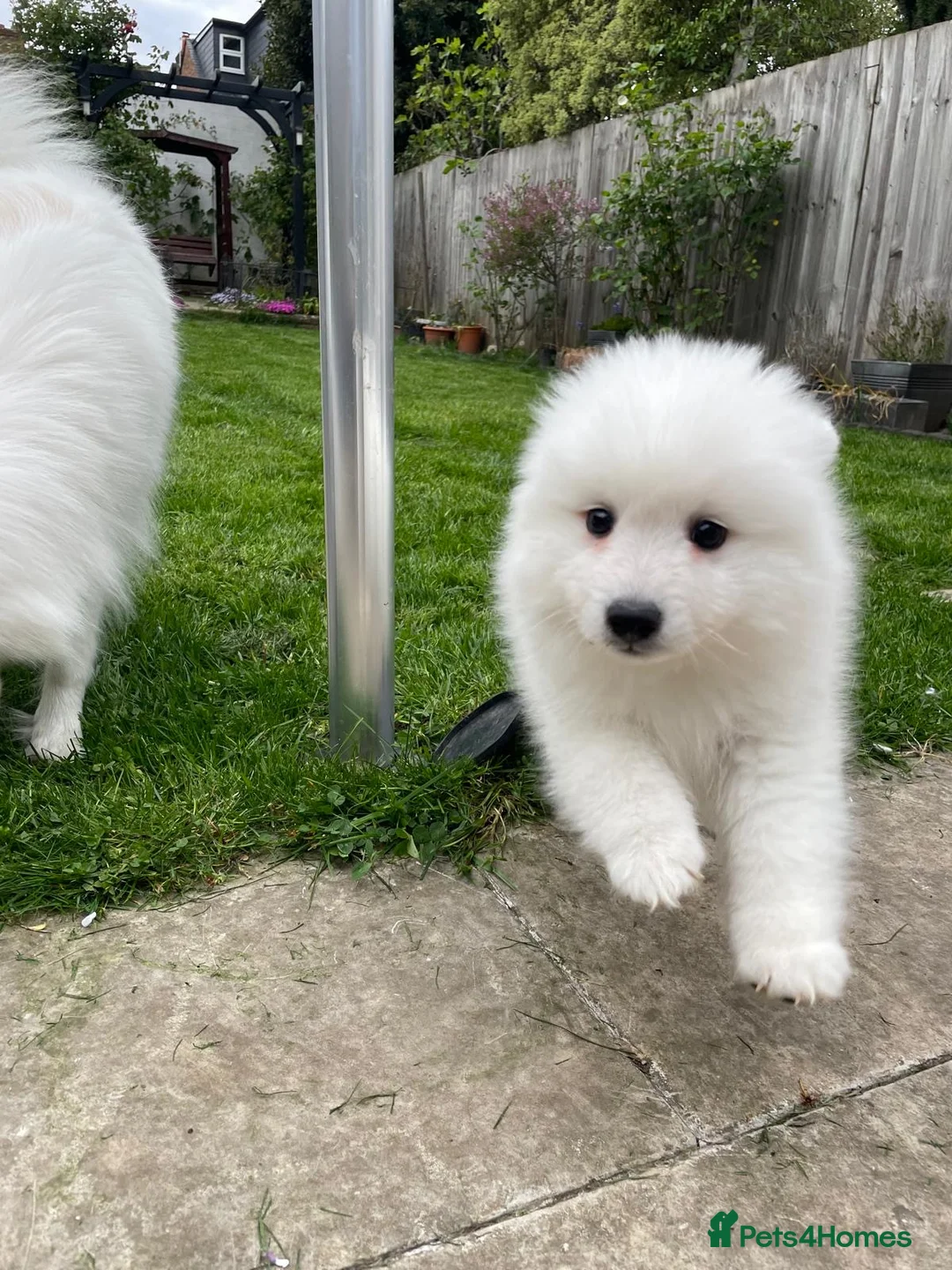 Japanese Spitz dogs for sale: One KC registered male Japanese Spitz available - Advert 2