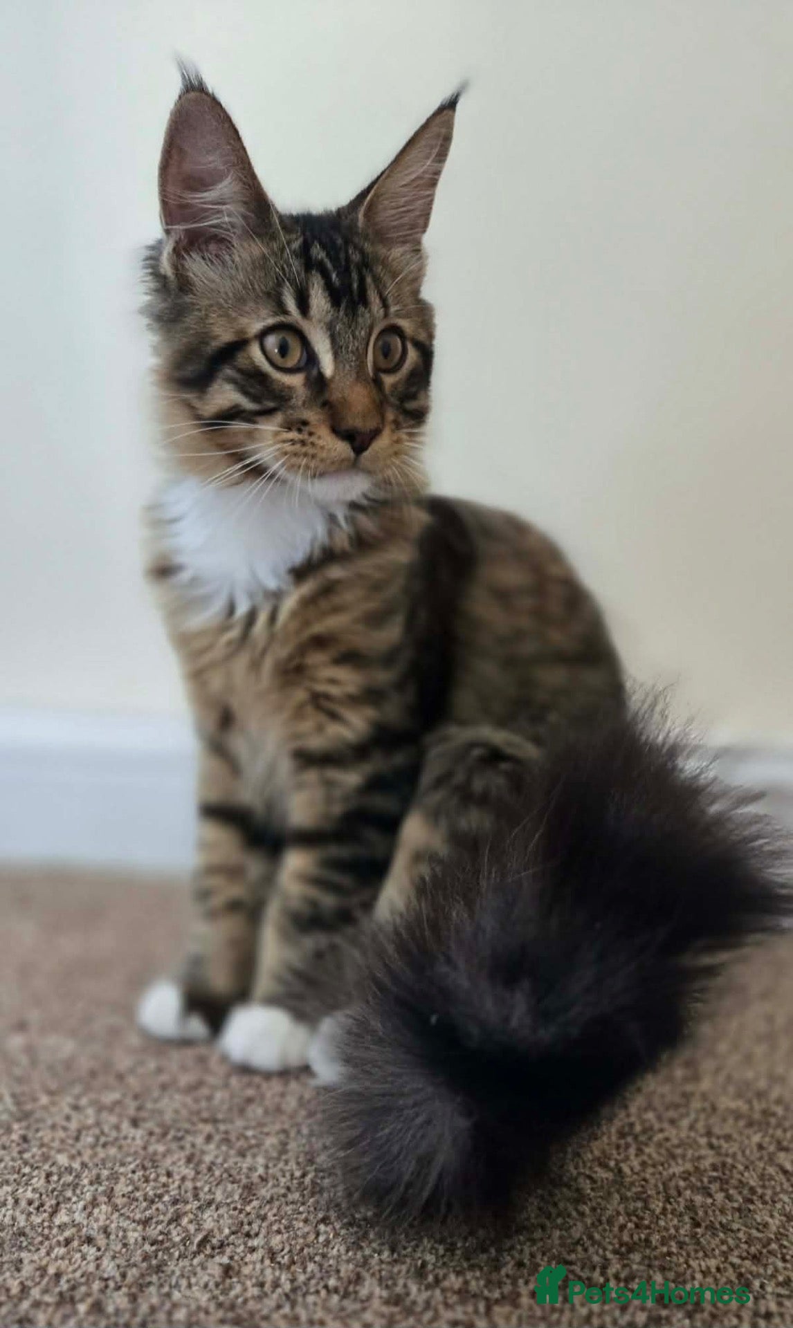 Maine Coon cats 1 TICA registered Maine Coon boy. - Advert 2