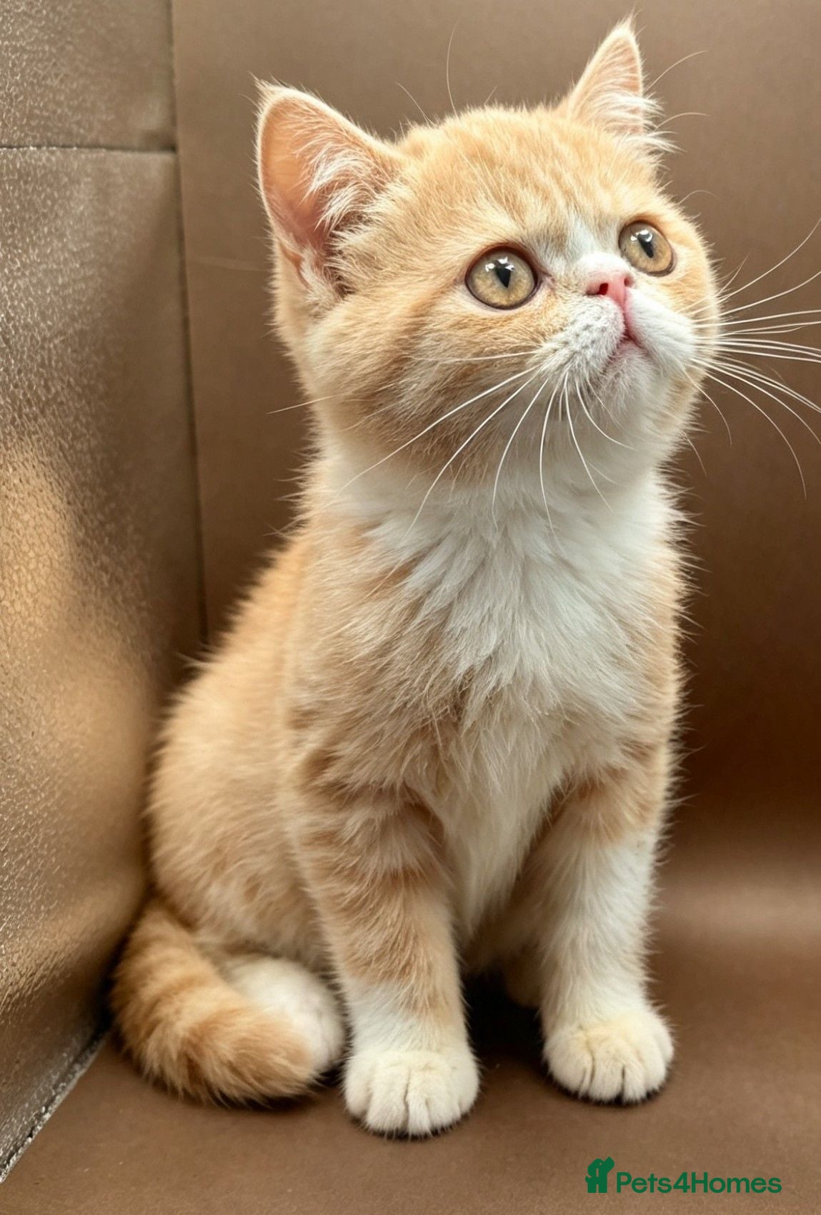 Exotic cats STUNNING EXOTIC SHORTHAIR MALE – CAREFULLY LINES - Advert 1