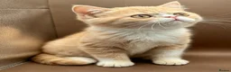 Exotic cats for sale: STUNNING EXOTIC SHORTHAIR MALE  - Advert 1