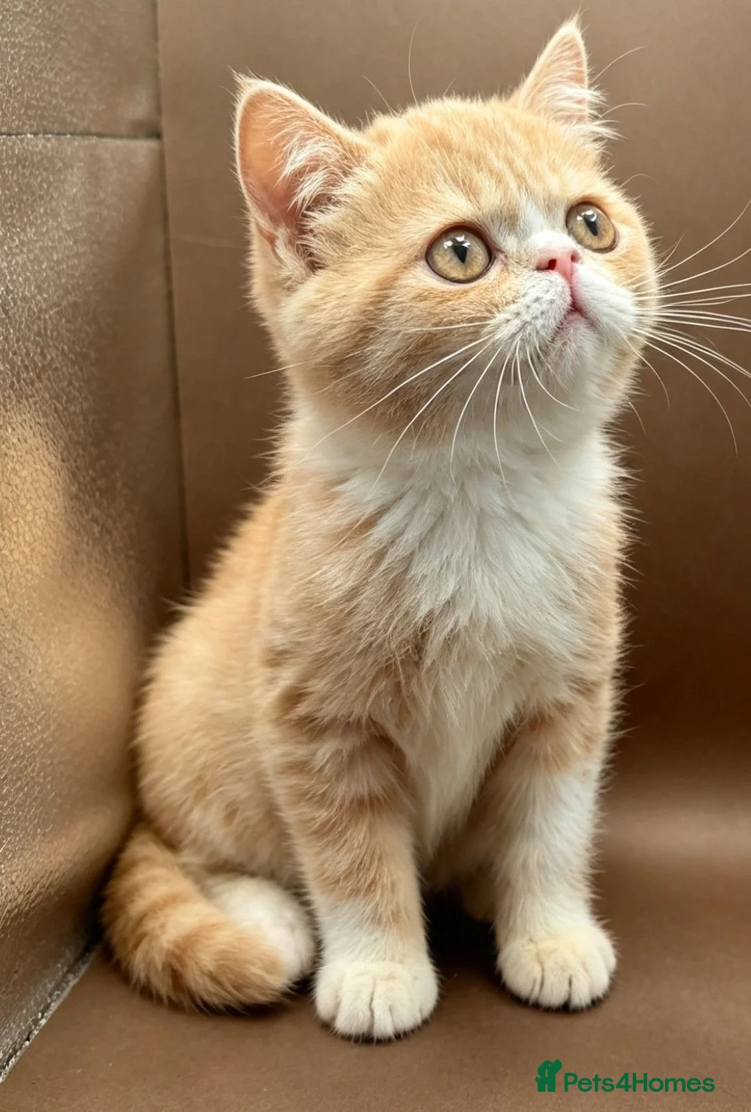 Exotic cats for sale: STUNNING EXOTIC SHORTHAIR MALE  - Advert 1