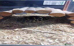 Hermann Tortoise reptiles for sale: Hermann tortoise 1 year old - Image 3
