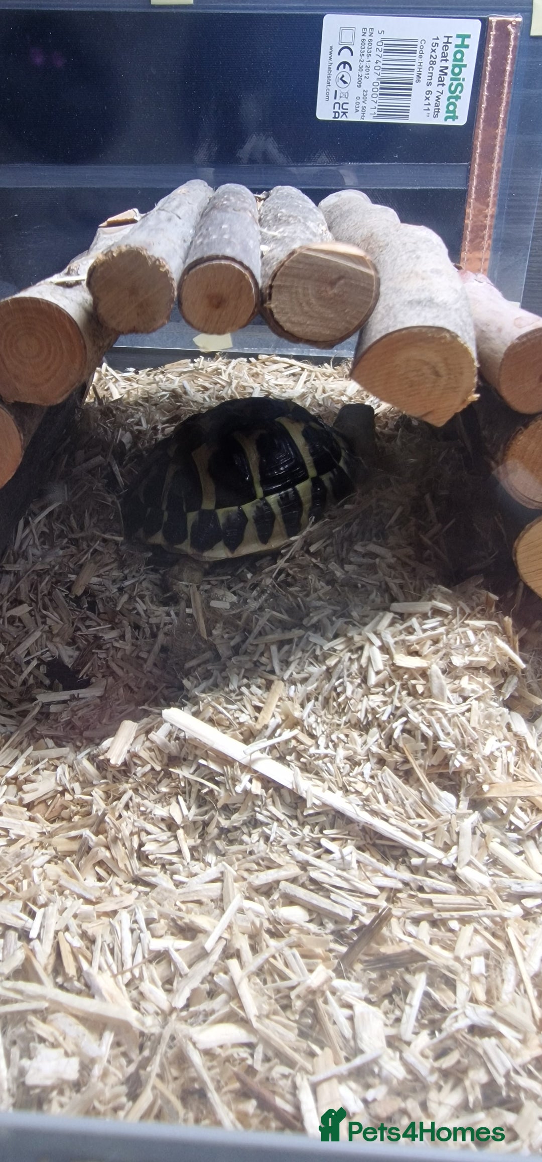 Hermann Tortoise reptiles for sale: Hermann tortoise 1 year old - Image 3