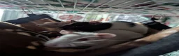 Rat rodents for sale: 4x female rats in Penrith - Advert 2
