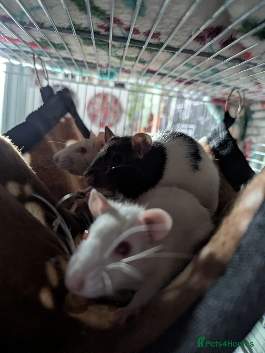 Rat rodents for sale: 4x female rats in Penrith - Advert 2