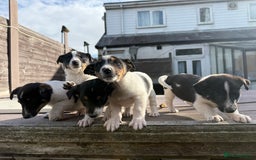 Mixed Breed dogs for sale: Jack Russell cross Shetland sheepdog.  - Image 6