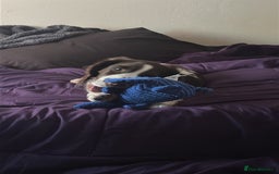 English Springer Spaniel dogs for sale: 20 ish week old springer spaniel - Image 3