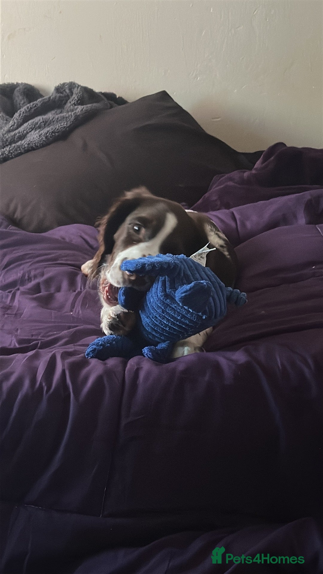 English Springer Spaniel dogs for sale: 20 ish week old springer spaniel - Image 3