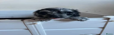 Black and Grey female