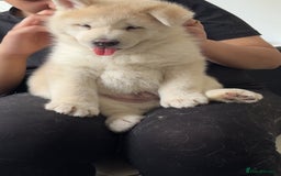 Siberian Husky dogs for sale: Siberian husky puppies  - Image 5