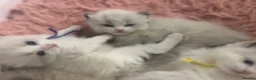 Ragdoll cats for sale: Champion Lines TICA Registered Ragdoll Kittens - Advert 6