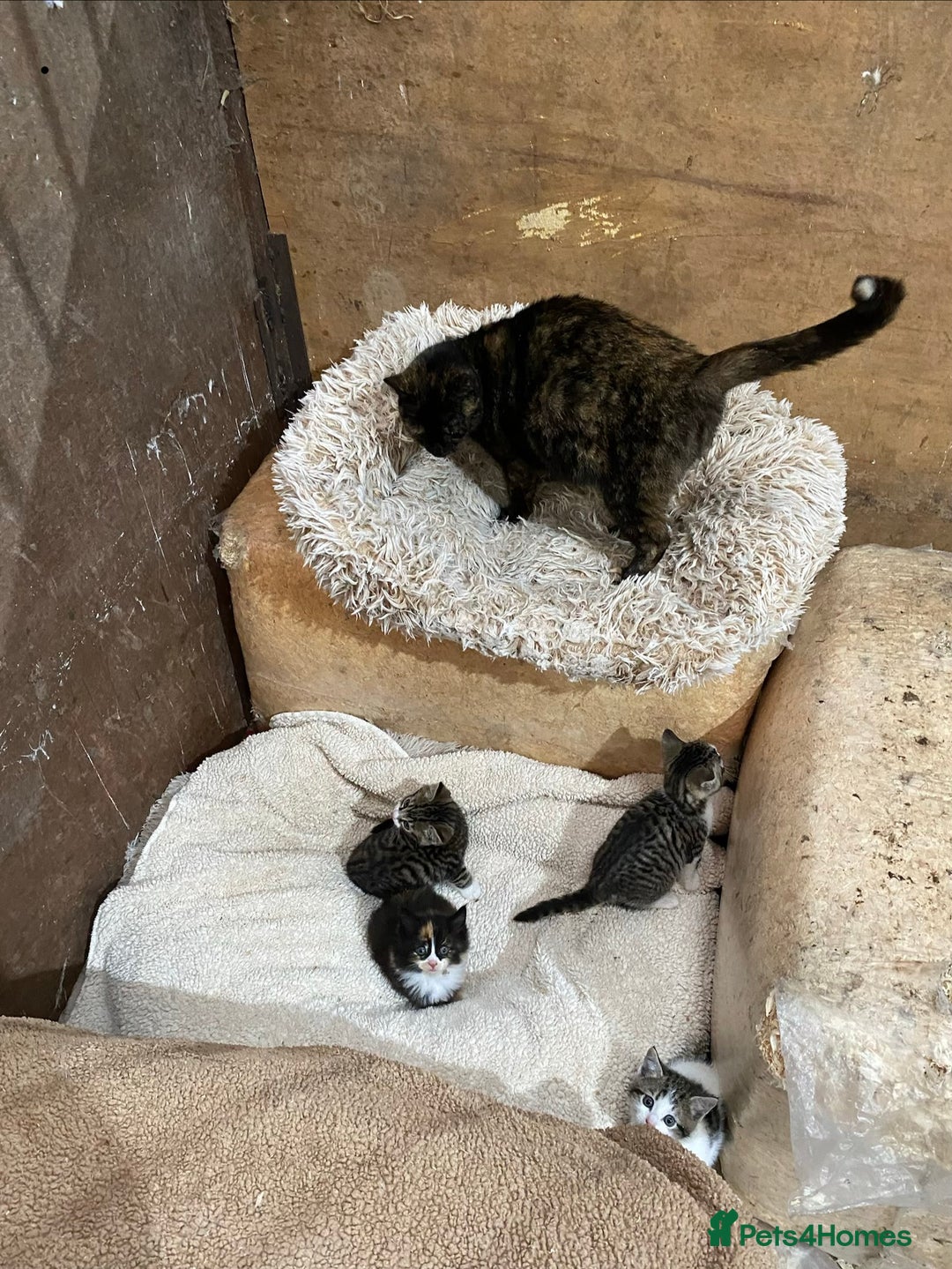 Mixed Breed cats for sale: Beautiful Kittens - Advert 2