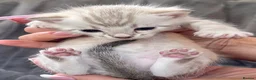 Bengal cats for sale: Top quality Snow Leopard spotted Bengal Kittens - Advert 11