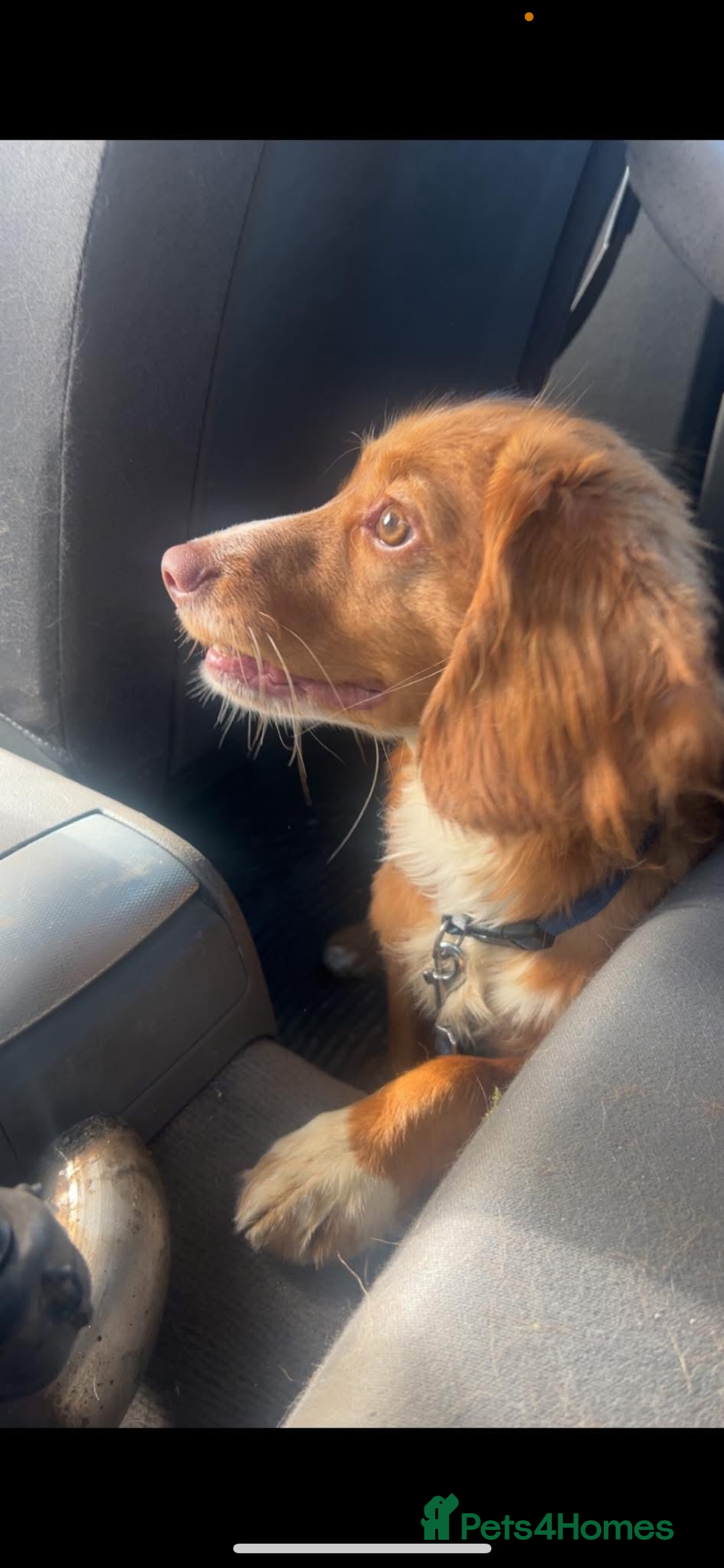 Cocker Spaniel dogs for sale: Cocker spaniel boy  - Image 2