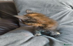 Mixed Breed cats for sale: I have 4 kittens  - Image 15