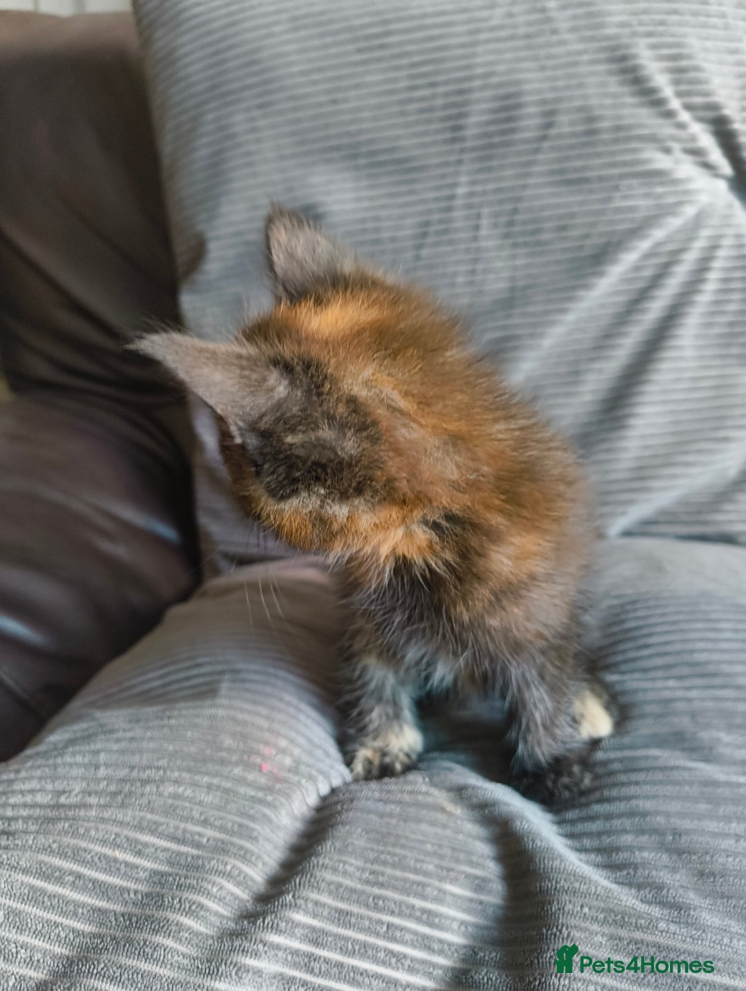 Mixed Breed cats for sale: I have 4 kittens  - Image 15