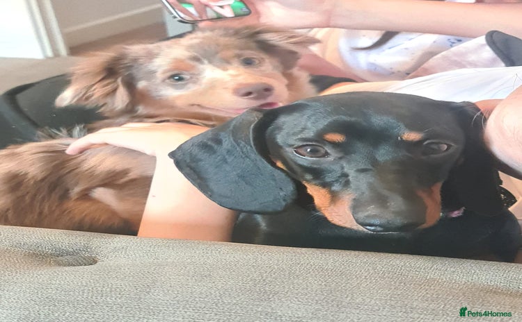 Dachshund dogs - Advert 10
