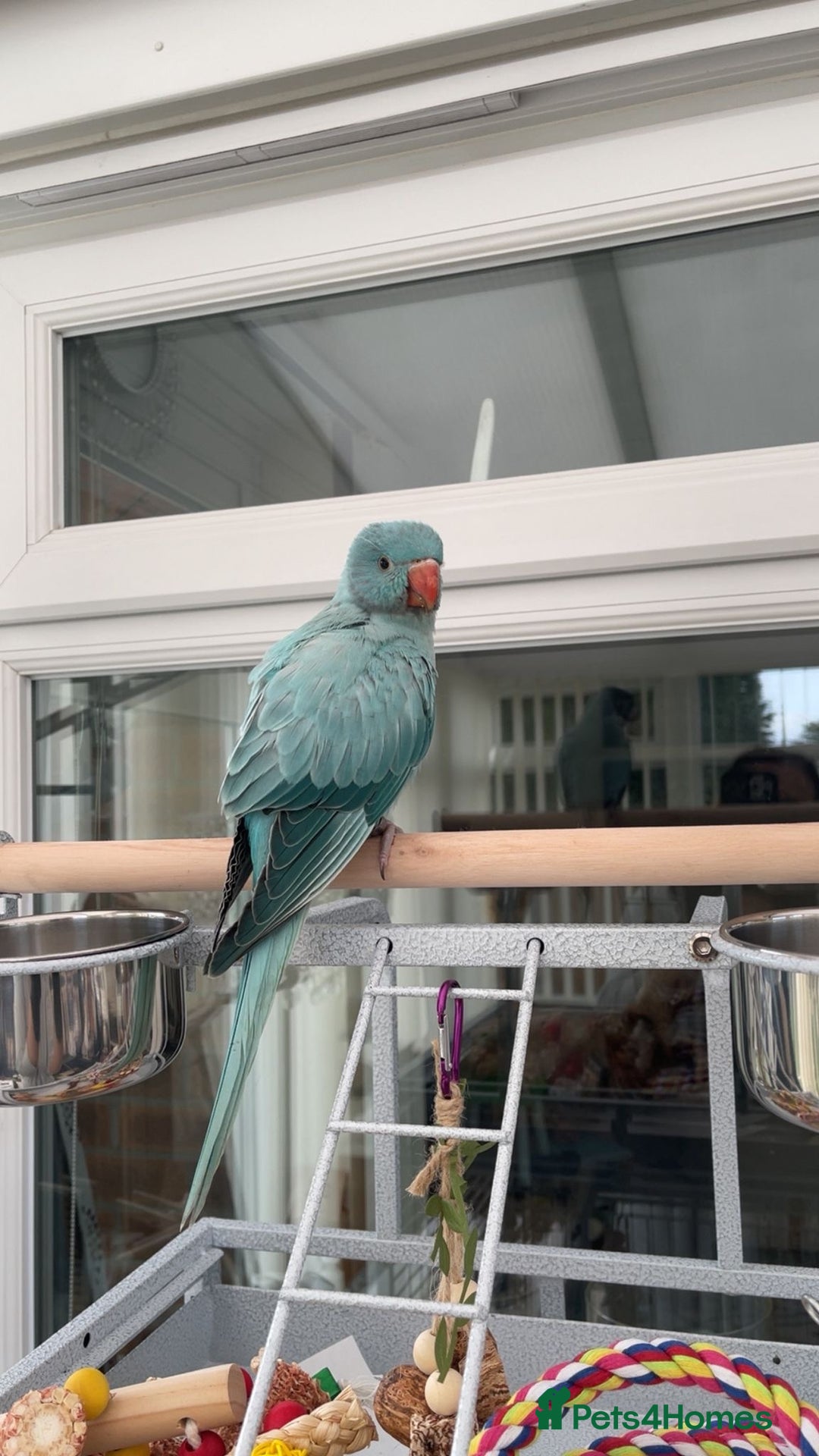 Ringnecks birds for sale: Beautiful fluffy blue Indian ring neck 5month old - Advert 3
